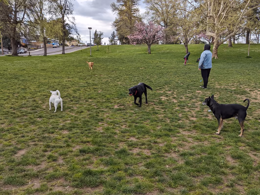 Lents Park Off Leash Area